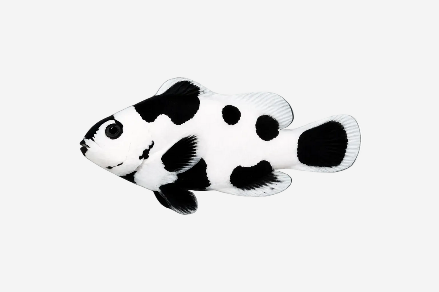 Storm Clownfish - 5cm+ (Delivery Only)