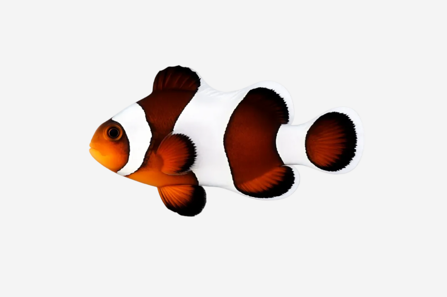 Mocha Clownfish - 3-5cm (Delivery Only)