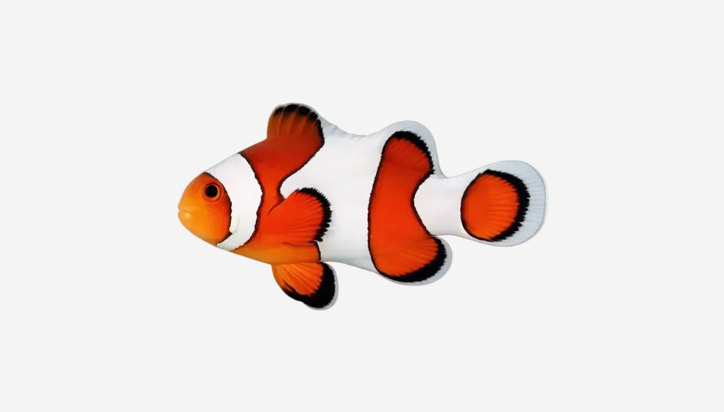 Orange Clownfish - 3-5cm (Delivery Only)