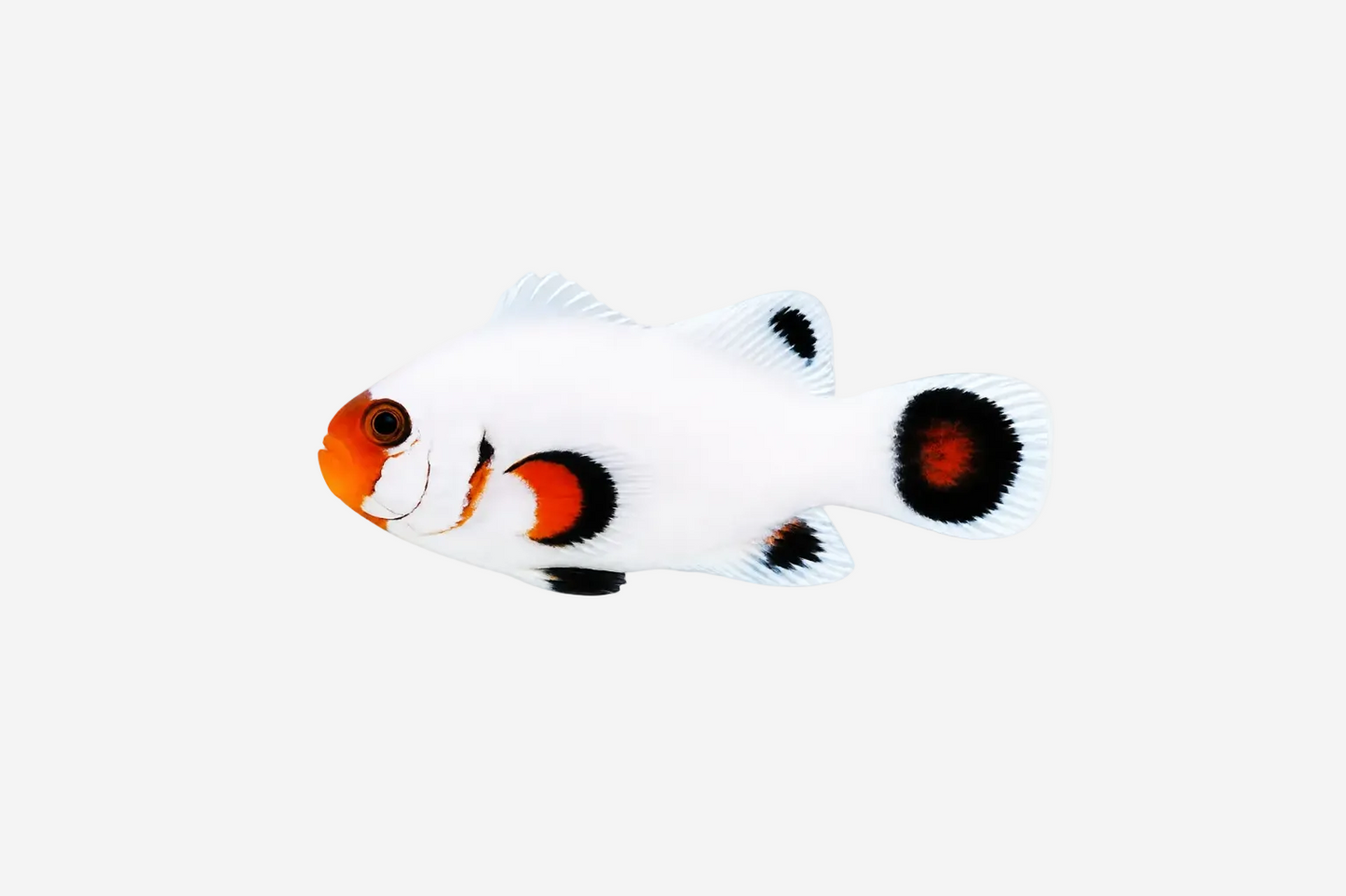 Wyoming White Clownfish - 5cm+ (Delivery Only)