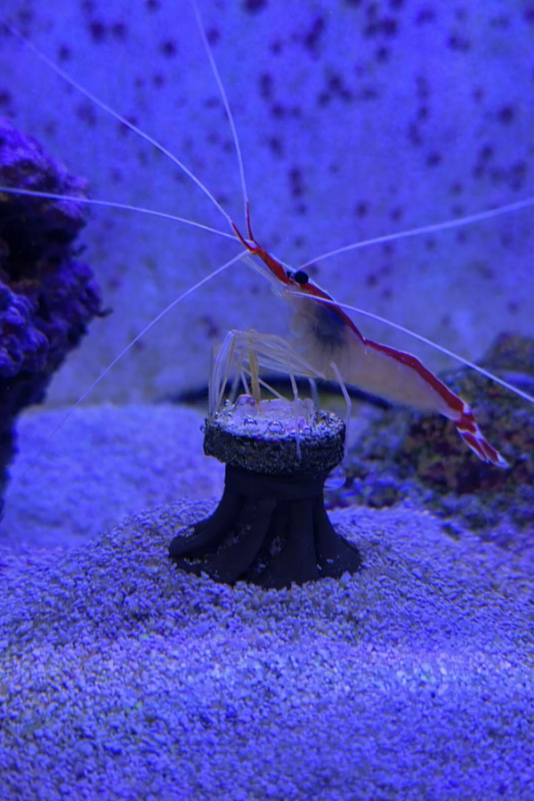 Coral Frag Plug Stand - Set of 5