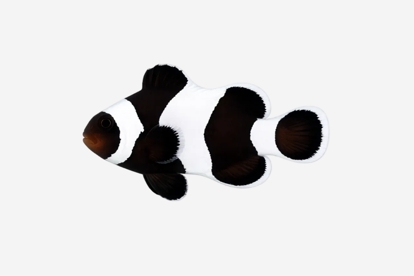 Black Clownfish - 3-5cm (Delivery Only)