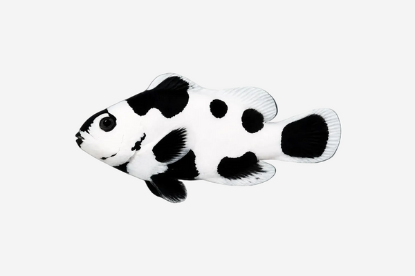 Storm Clownfish - 5cm+ (Delivery Only)