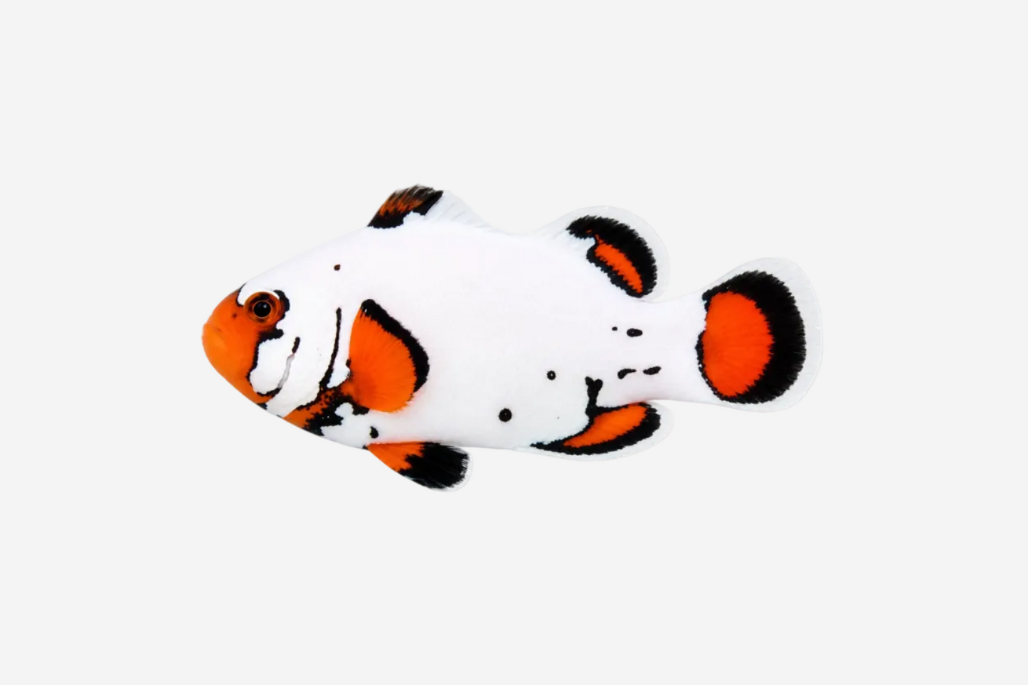 Flurry Clownfish - 4-5cm (Delivery Only)