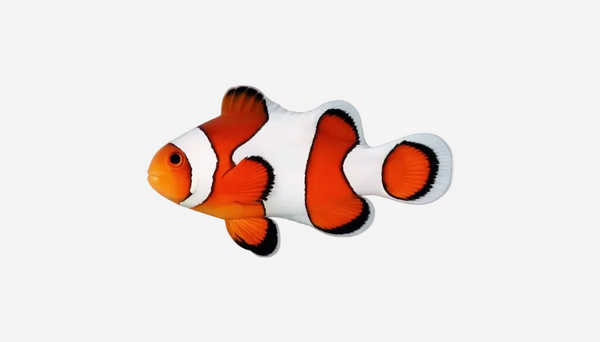 Orange Clownfish - 3-5cm (Delivery Only)