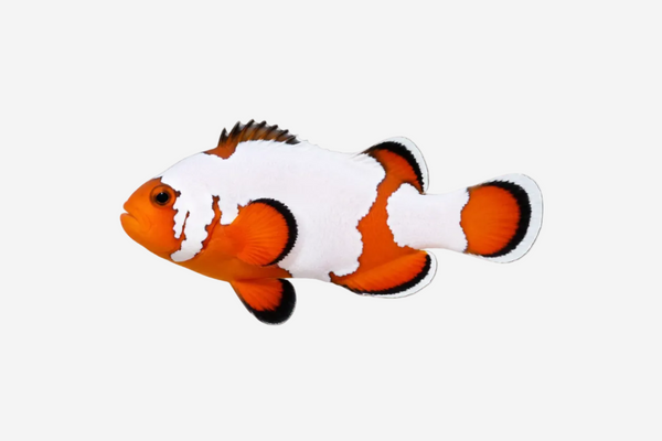 Snowflake Clownfish - 3-4cm (Delivery Only)