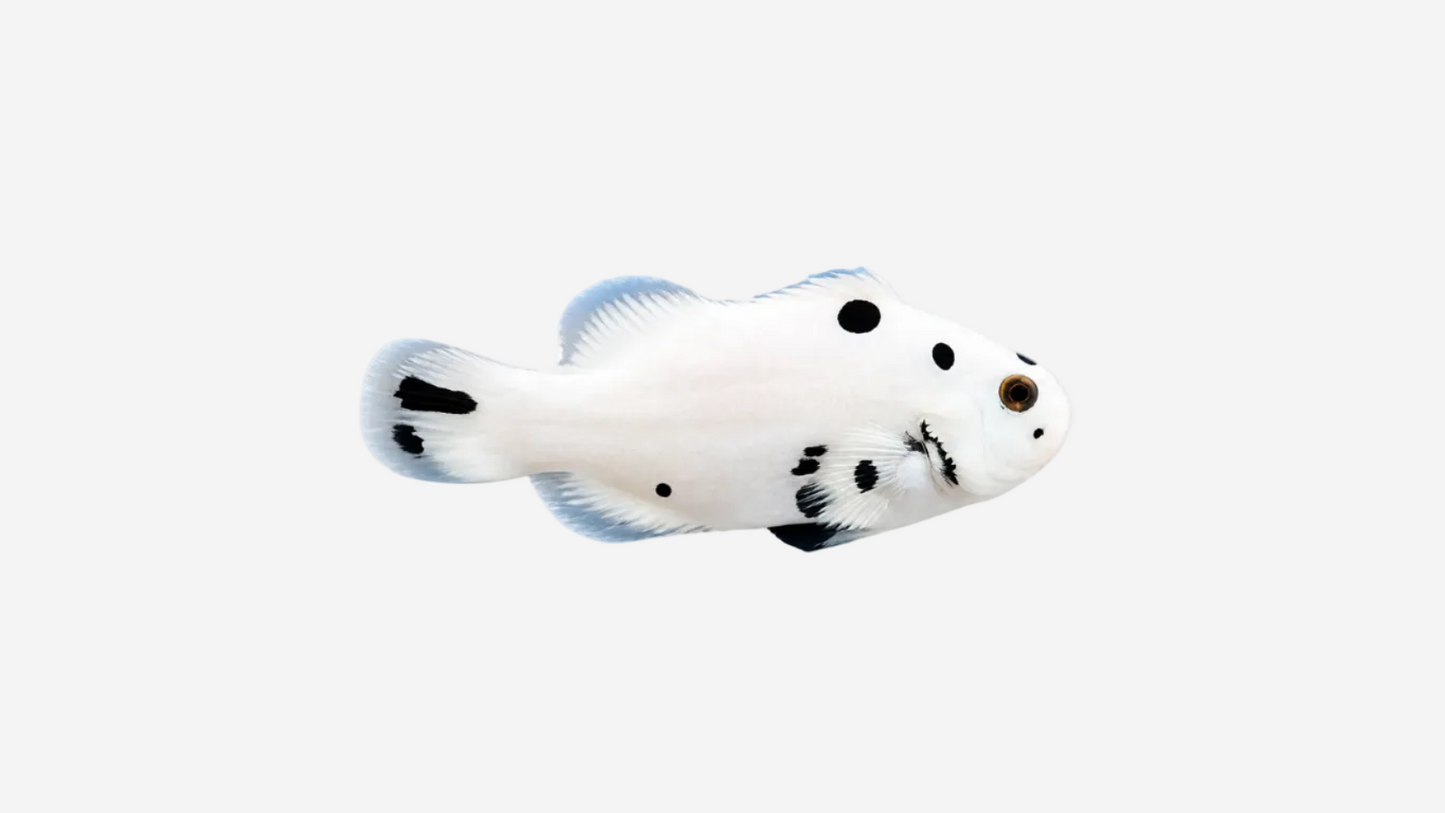 Black Super Storm Clownfish - 6cm+ (Delivery Only)