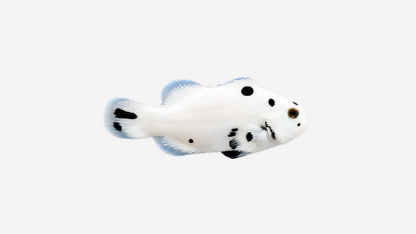 Black Super Storm Clownfish - 6cm+ (Delivery Only)
